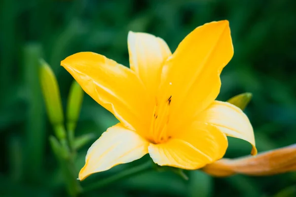 Close Shot Orange Amur Daylily Grown Garden Spring — Stock Photo, Image