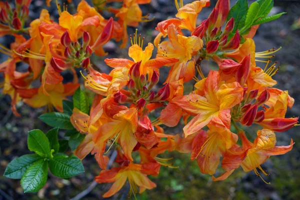 Bahçedeki canlı portakal açelyaları