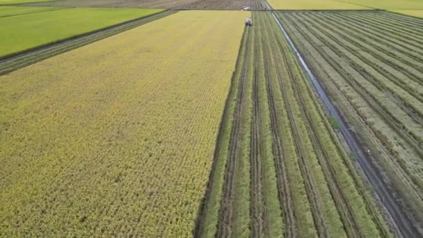 Letecký Pohled Traktory Sklízející Plodiny Velkých Zemědělských Polích — Stock video