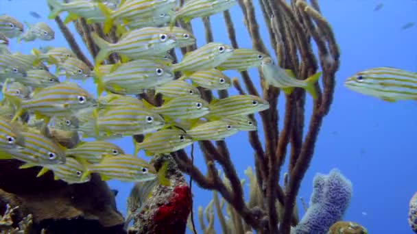 Eine Unterwasseraufnahme Von Sergeant Major Fischen Vor Dem Hintergrund Eines — Stockvideo