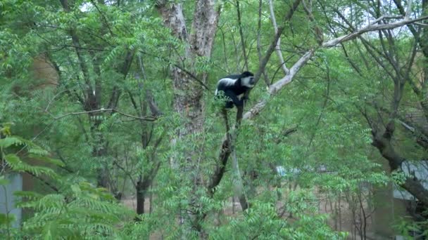 エチオピアのガンベラにあるネムの木に座っている黒と白のコロバサルは カメラに顔を出します — ストック動画