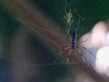 Seyşeller 'de Kırmızı Ayaklı Altın Küre Weaver Örümceği (Nephila inaurata)