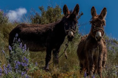 Güneşli bir günde bir tarlada iki eşek.