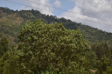 Gün boyunca bulutların altında güzel bir orman görüntüsü.