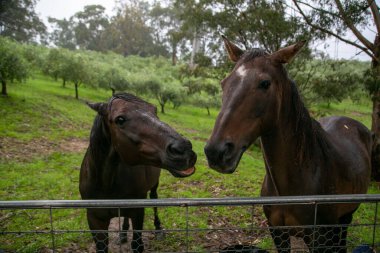Kırsal bir çiftlikte iki neşeli kahverengi at