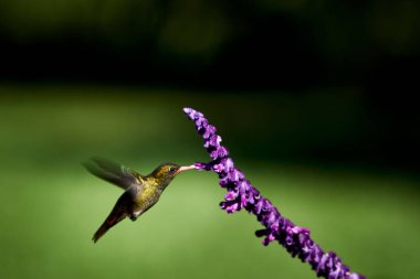 Meksika çalı yaprağı yakalamaya çalışan tatlı, küçük bir kuş.