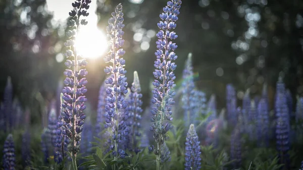 Una Vista Panorámica Las Flores Altramuz Púrpura Fondo Borroso — Foto de Stock