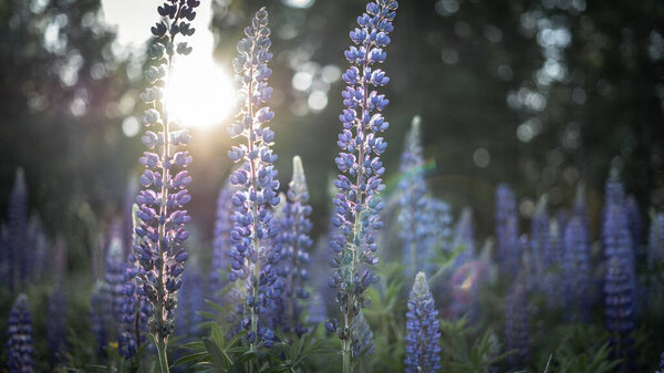 Живописный вид фиолетовых цветов люпина на размытом фоне