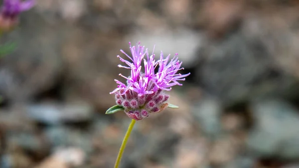 Primer Plano Una Menta Coyote Púrpura Cultivada Jardín Primavera — Foto de Stock