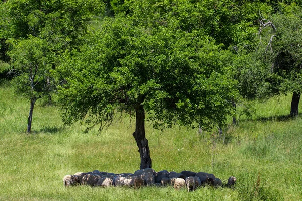 Many Sheep Stand Shade Tree Summer Hot Day — Stock Photo, Image