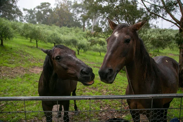 Kırsal bir çiftlikte iki neşeli kahverengi at