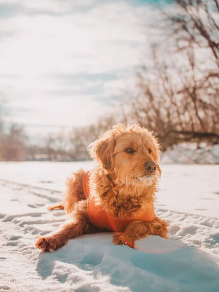 Vertical Closeup Shot Fluffy Brown Dog Laying Peacefully Snowy Ground — Stock Photo, Image