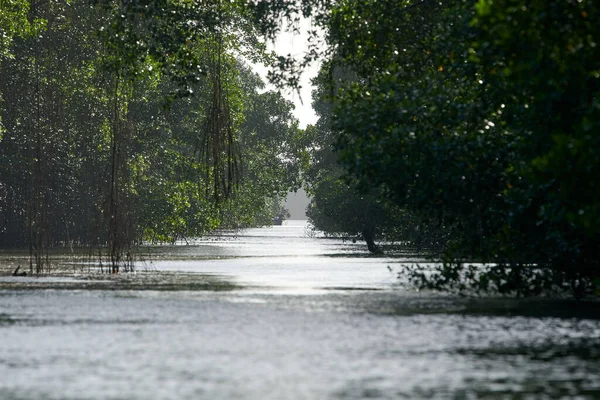 Nehrin üzerindeki ağaçların manzarası