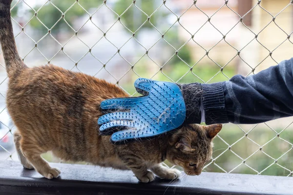 Brushing cat with glove to remove pets hair. Striped cat sitting on a balcony railing with net protection