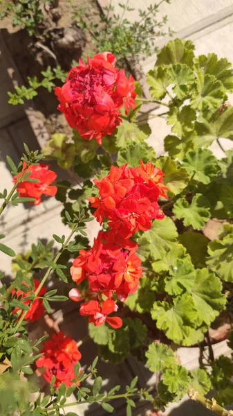 Eine Vertikale Nahaufnahme Von Roten Geranienblüten — Stockfoto