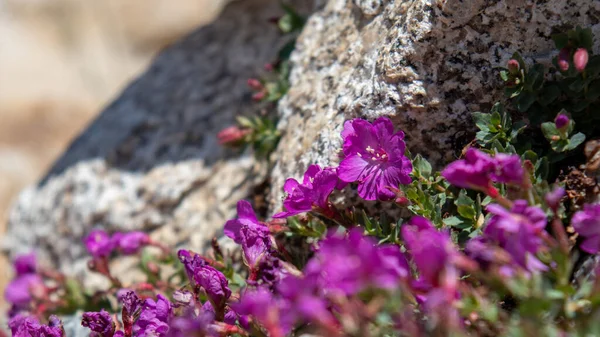 John Muir Patikası, Kaliforniya 'daki vahşi mor rododendronun seçici odak noktası.