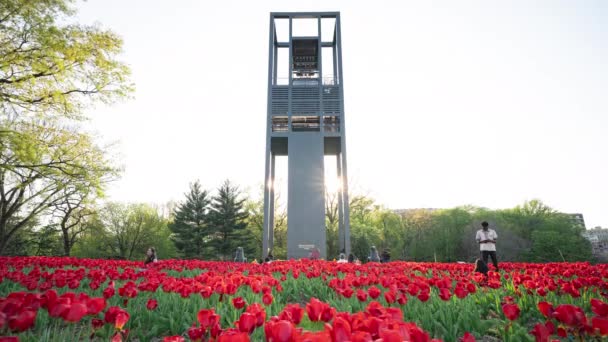 Vidvinkel Sunset Time Lapse Fälten Röda Tulpaner Framför Nederländerna Carillon — Stockvideo