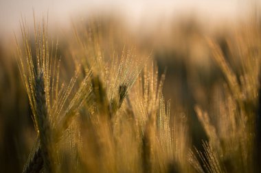 Küçük su damlalarıyla buğday tarlasına yakın çekim.