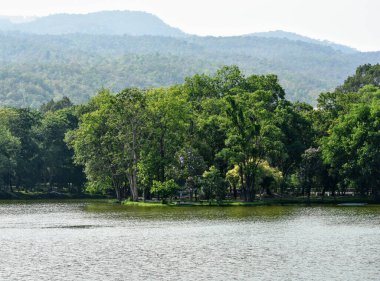 Parktaki bir gölün yanında, ormanlık dağların arka planında güzel bir yeşil ağaç görüntüsü.
