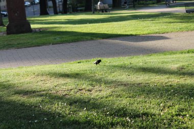 Parkın gazındaki karatavuk.