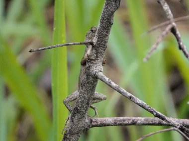 Ormandaki bir ağaçtaki doğulu bir kertenkelenin güzel bir görüntüsü.
