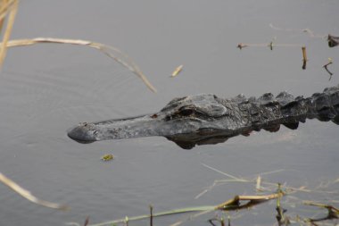 Savannah, GA, ABD 'deki gölde yüzen büyük bir timsahın seçici odak noktası.