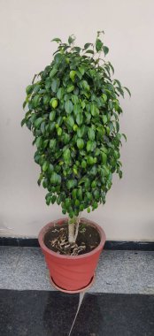 Yol boyunca ağaçlar için saksıda saksılar..