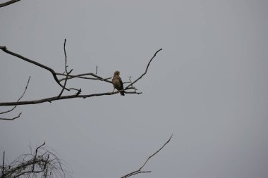 Gri bir zemindeki kuru dallara tünemiş bir kuş.