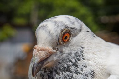 Beyaz ve gri bir kaya güvercininin yakın çekimi.