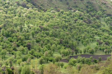 Vahşi meyve ormanlarında güneşli bir günde güzel bir yeşil meyve ağacı görüntüsü.