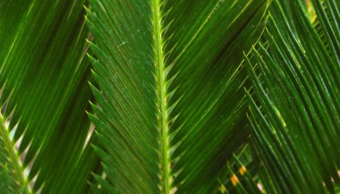 Yaprakların yakın plan çekimi Sao Palm