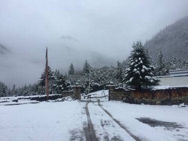 Ormandaki yoğun karla kaplı ağaçlar bulutlu bir gökyüzünün altında
