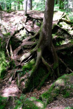 Derin ve yosunlu ağaç köklerinin dikey görüntüsü