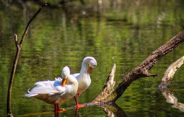 İki beyaz ördeğin kendilerini hazırladıkları seçici bir fotoğraf.