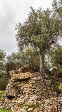 Grosseto 2022. Cosa adındaki antik Roma şehrinin kalıntıları kısmen bitki örtüsü ve zeytin ağaçlarıyla kaplı. Nisan 2022 Toskana, İtalya