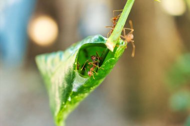 Yaprağın üzerindeki ateş karıncalarının yakın plan çekimi.