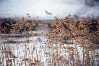 Gölün suyuna karşı kurumuş bitkilerin manzarası.