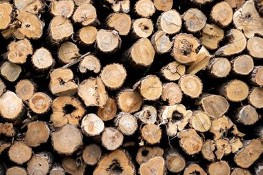 Bir sürü kesilmiş tahta gövdeden oluşan tam bir çerçeve.