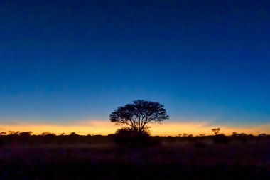 Gün batımında renkli gökyüzüne karşı ağaçların siluetleri. Namibya, Afrika.