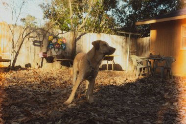 Düşen yaprakların üzerinde duran kahverengi köpek manzarası ve eski evin yanına bakan.