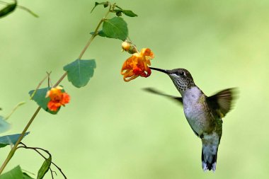 Yakut boğazlı dişi sinek kuşu Archilochus Colubris 'in yakın çekimi..