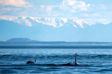 Körfez Adaları, Vancouver, Britanya Kolumbiyası, Kanada 'da geçici bir balina.