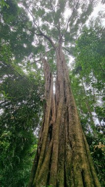 Uzun yeşil bir ağacın alçak açılı görüntüsü yağmur ormanlarında mavi bir gökyüzüne karşı.