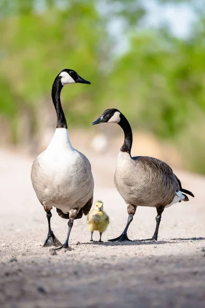 Two Canada Geese Branta Canadensis Gosling — Stock Photo, Image