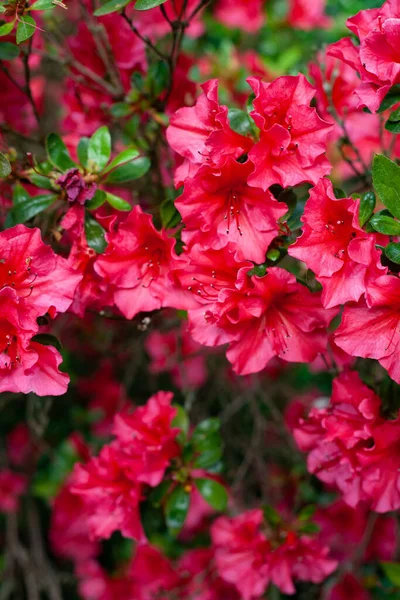 Plan Vertical Fleurs Roses Rhododendron Dans Jardin — Photo