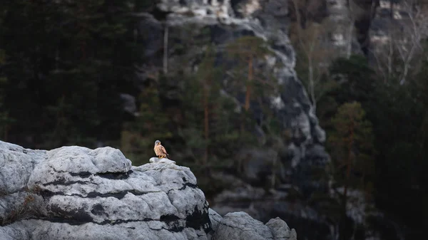 Beautiful Shot Falcon Perched Bastei Rocks Saxon Switzerland National Park — Stock Photo, Image