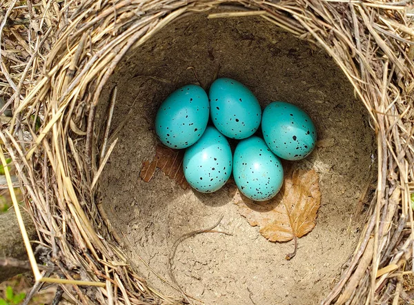 Een Merel Nest Met Eieren Erin Natuur Vogel Lente — Stockfoto