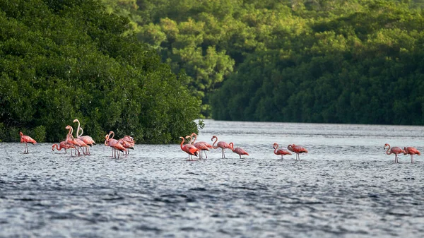 Beautiful Shot Flamboyance Pink Flamingos Wading Water Forest Background — Stock Photo, Image