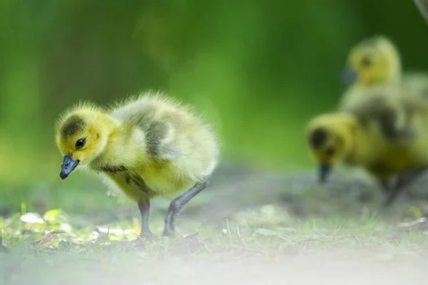 Selective Focus Shot Goslings Standing Grass Eating — Stock Photo, Image