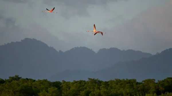 Flock Three American Flamingos Phoenicopterus Ruber Flying Hills Background — Stock Photo, Image